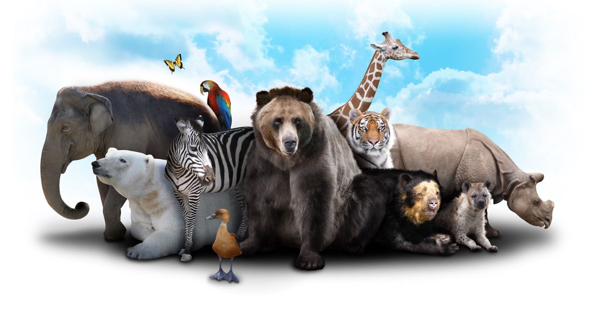 fun animal trivia for adults