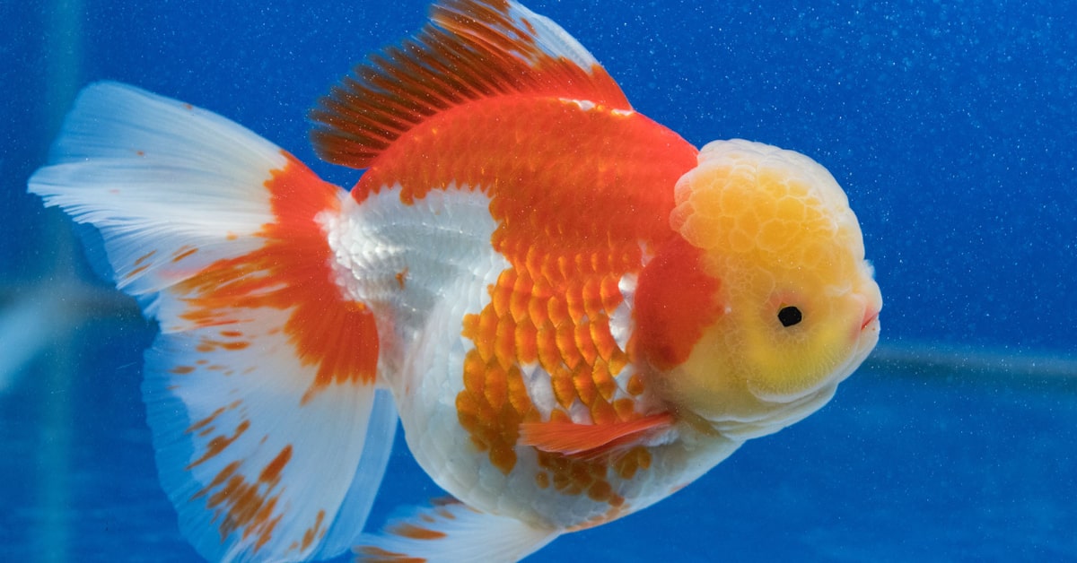 oranda goldfish tank mates