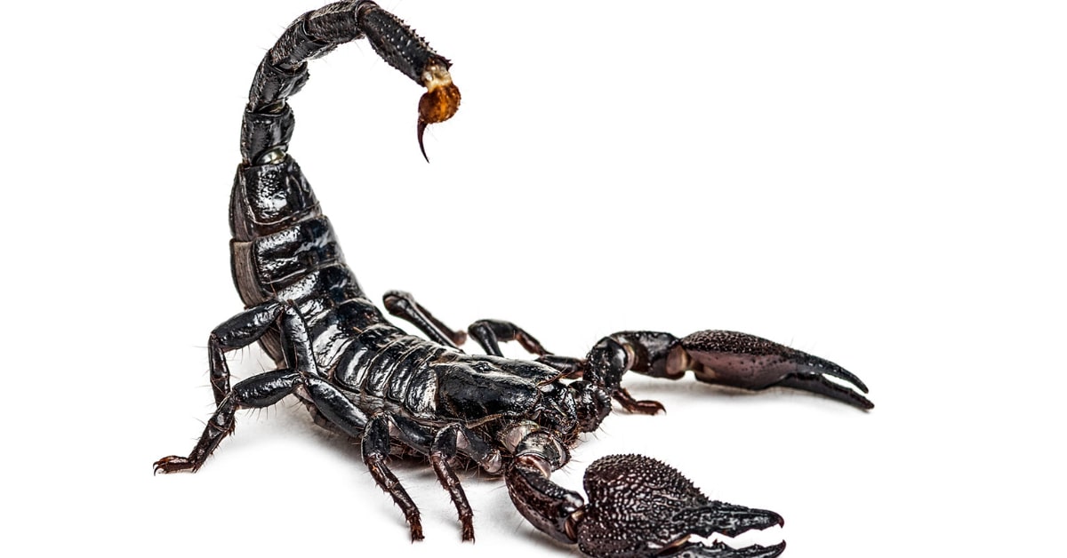tarantula alternative pets